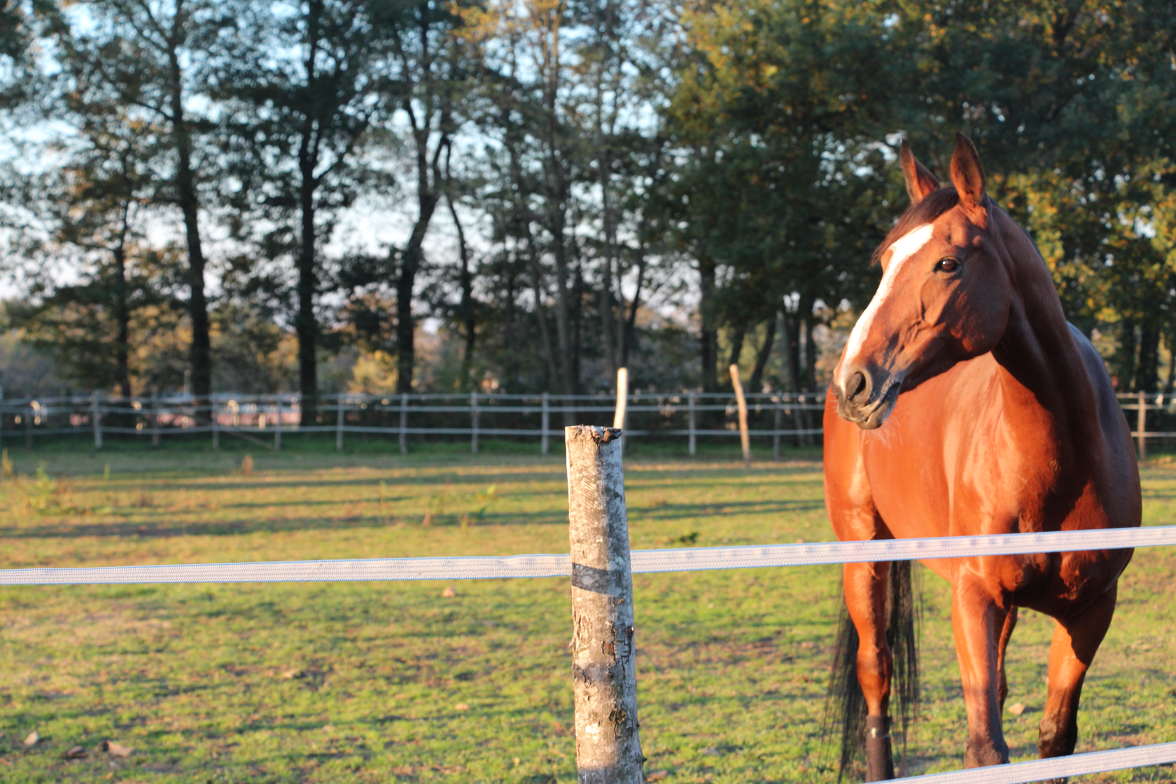 Cheval dans son pré clôturé